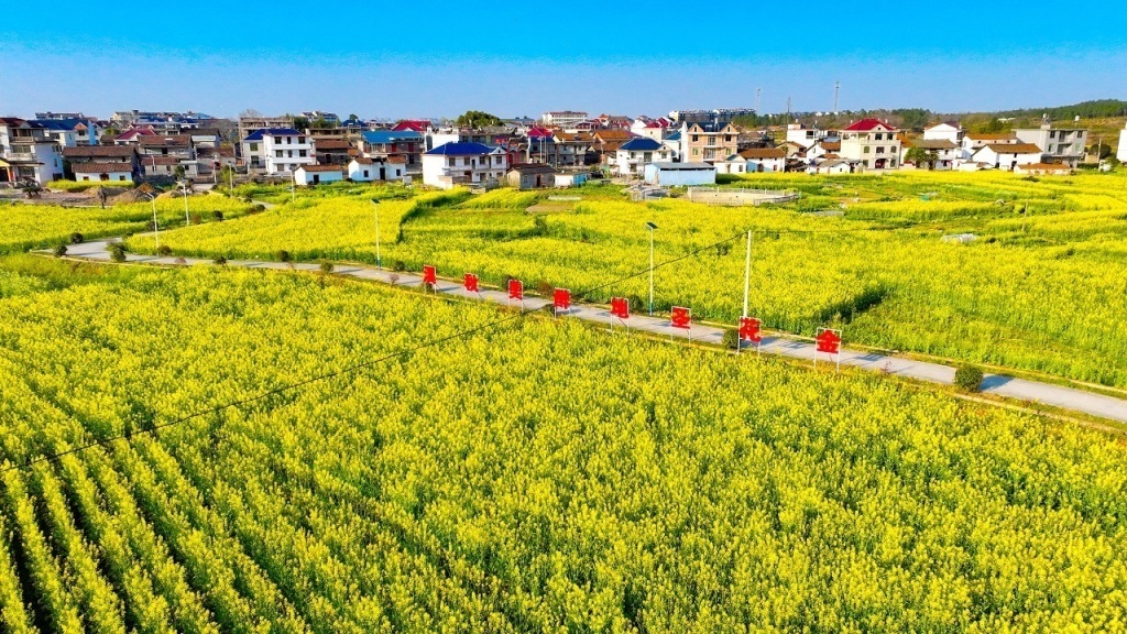 江西抚州：“一朵花”激活“全域美”(图2)